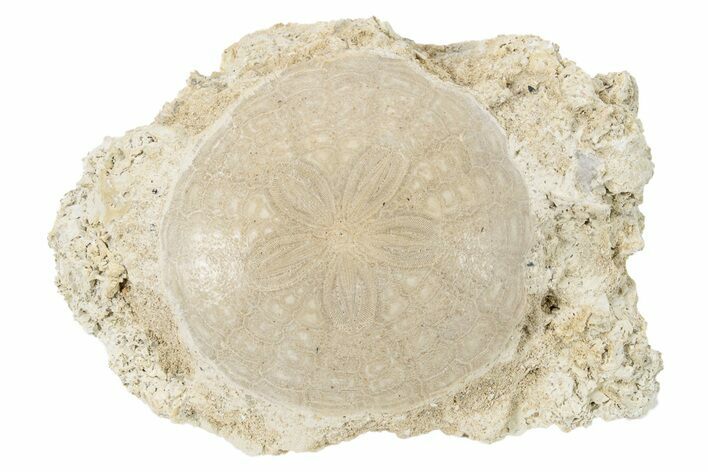 Fossil Sand Dollar (Scutella) - France #227709